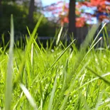 entretien régulier de pelouse